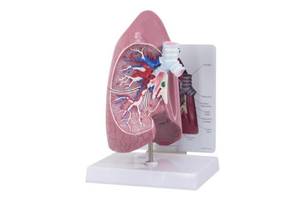 segmentowany model płuc - 3b smart anatomy- 1008494 [g70] 3b scientific modele anatomiczne 2